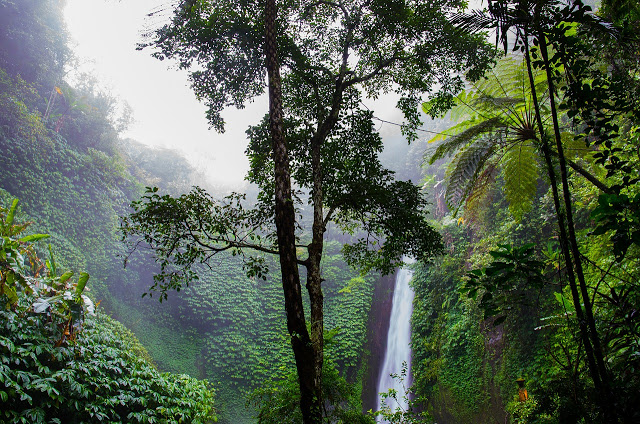 workcamps in Ecuador per difendere la Foresta Pluviale - scandenza al più presto