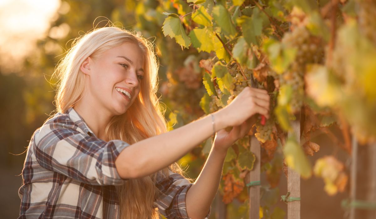 Vendemmia in Francia – opportunità di lavoro stagionale