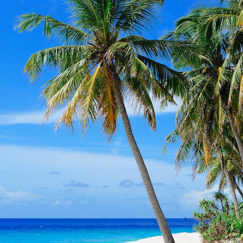 Obbiettivo Tropici cerca 1500 Animatori sc 30 09 2024